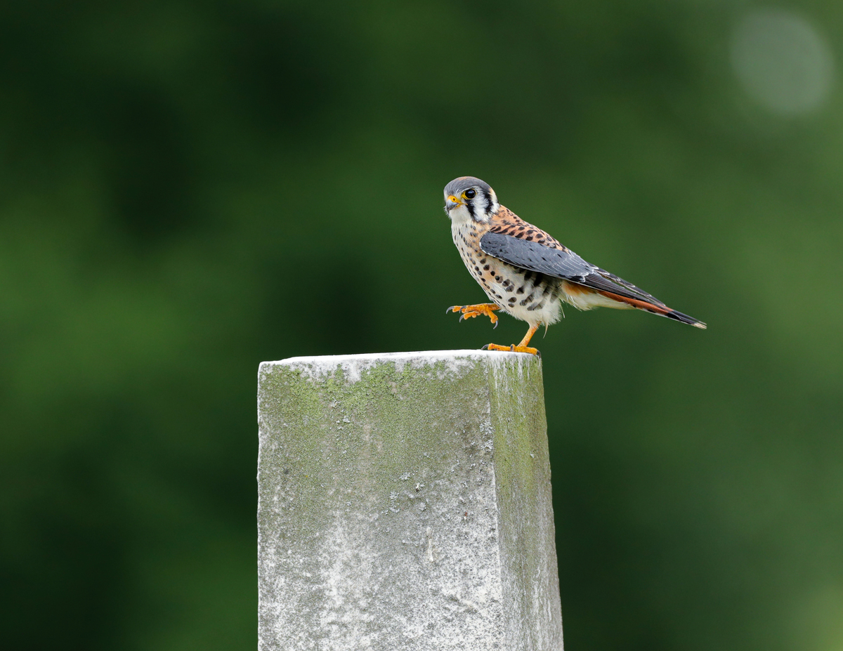 American Kestrel on post